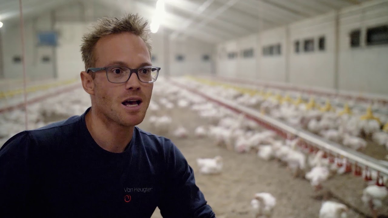 De vleeskuiken: dierenwelzijn en milieu staan voorop
