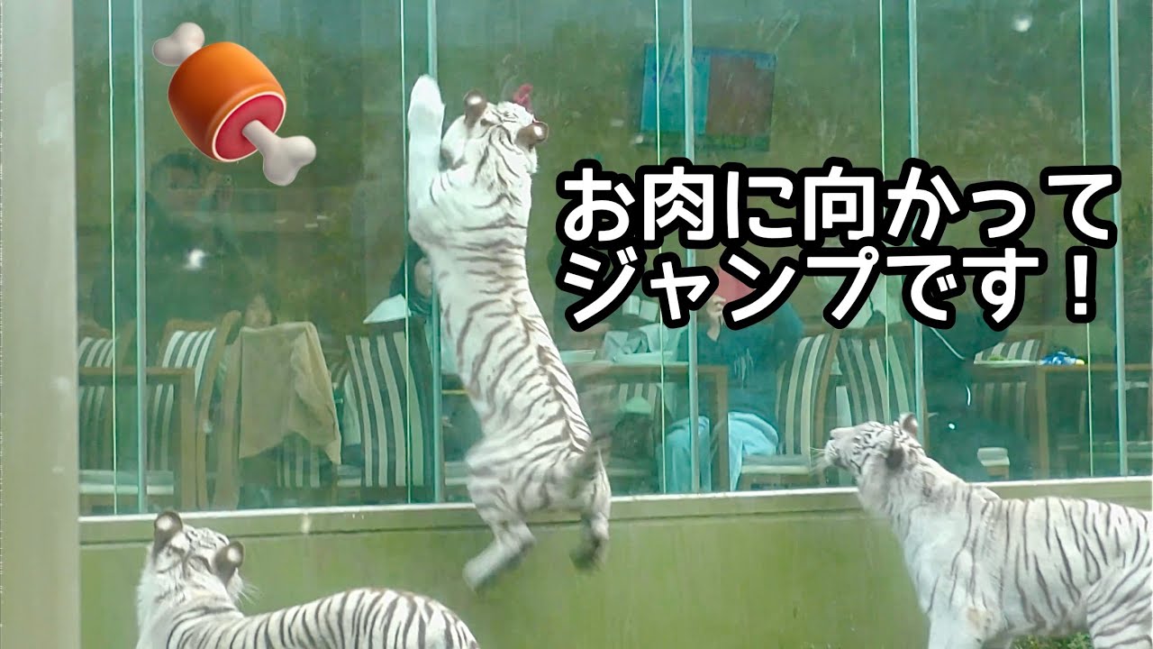 ホワイトタイガー　シロップママとツキちゃんシグレくん　お肉に向かってジャンプします【伊豆アニマルキングダム】Syrup Tsuki Shigure Izu Animal Kingdom 