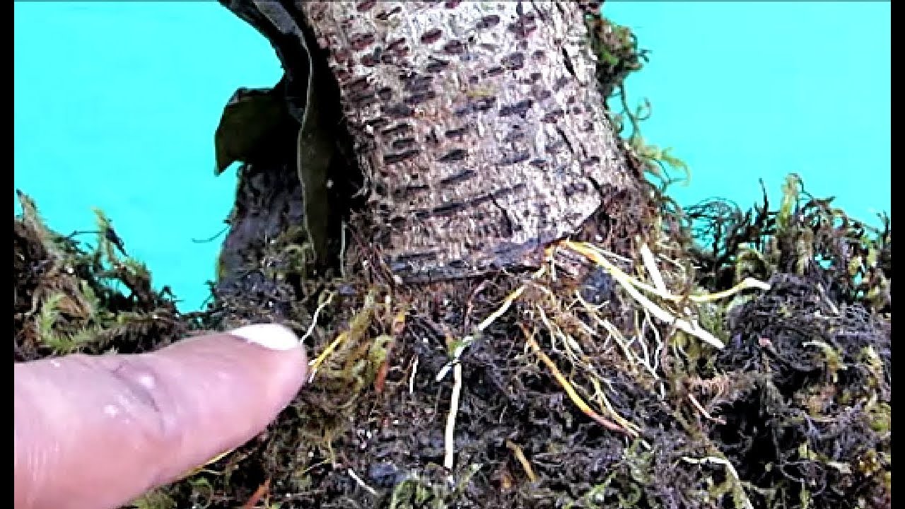 Bonsai Lesson/Propagating by Air Layering Technique/With Update/Part -1