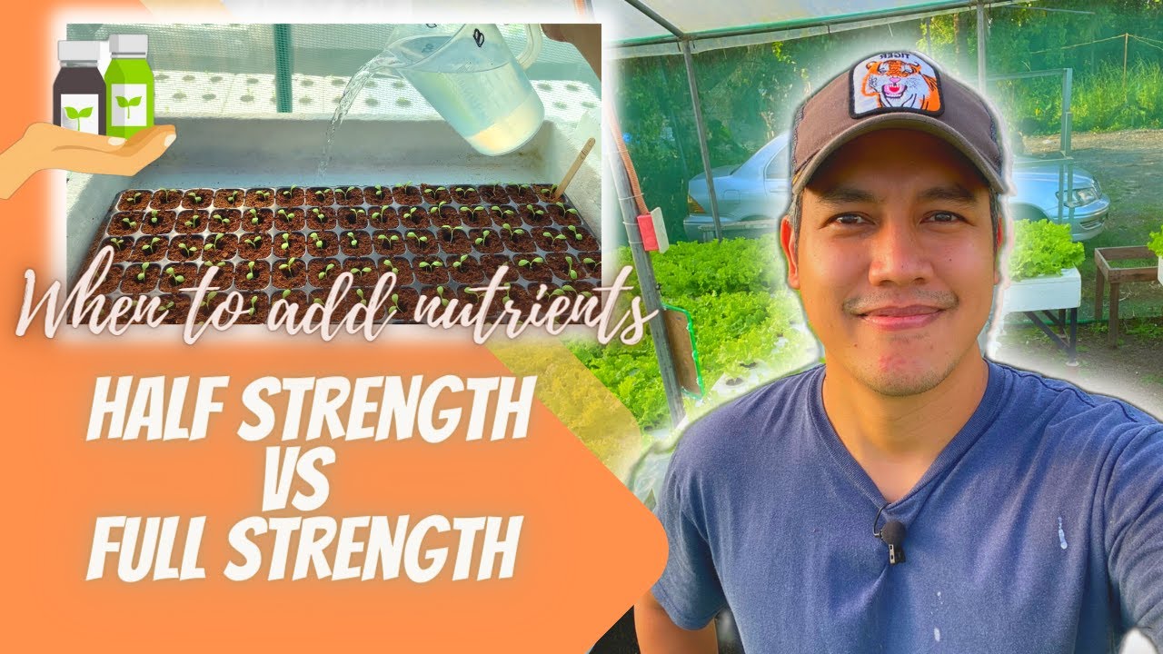 How to add nutrients to seedlings in Hydroponics | Beginners Guide