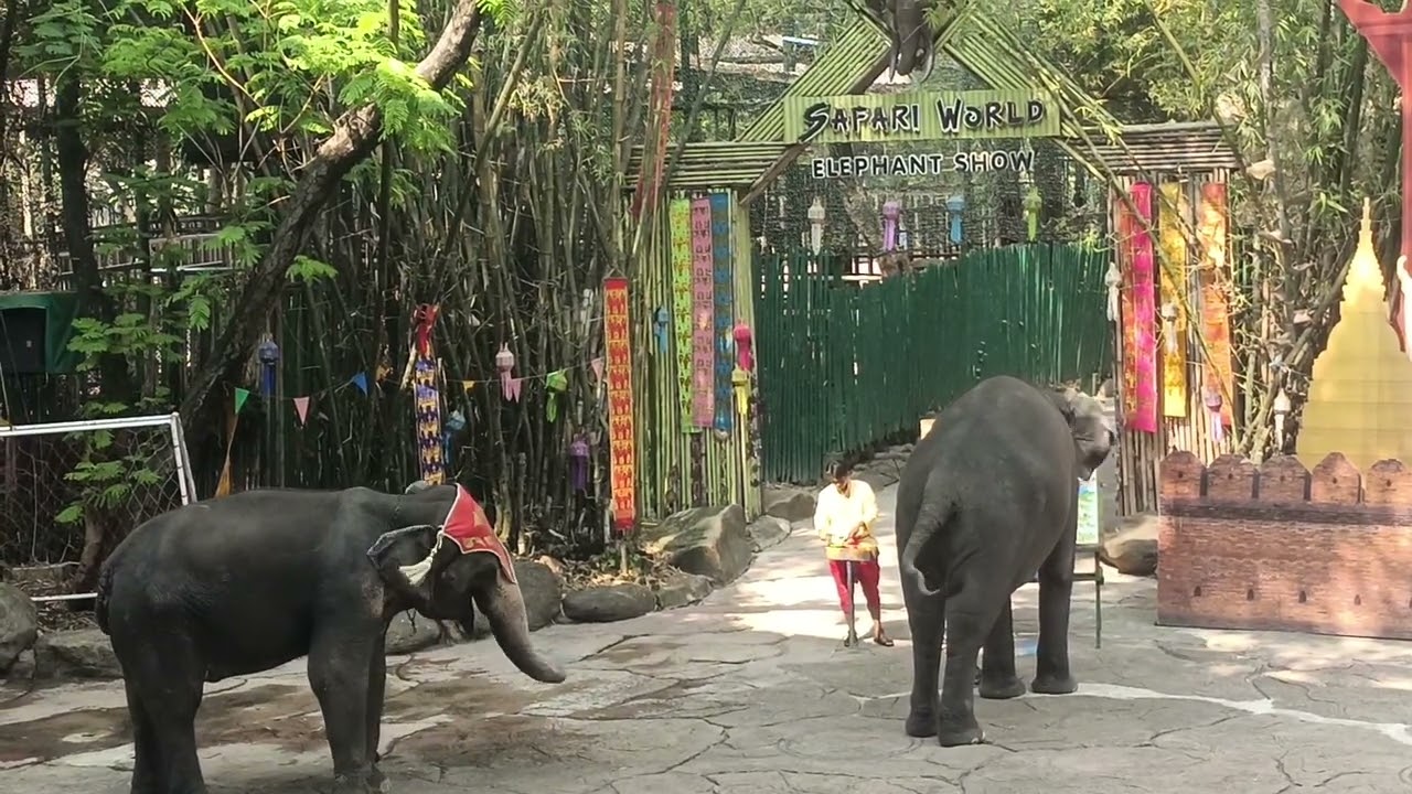 Bangkok Thailand Elifent Show
