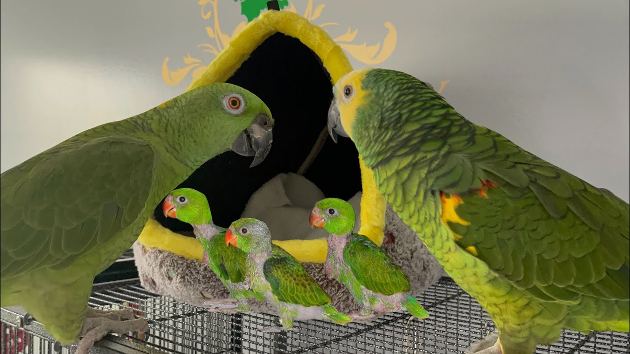 A caso Vicky ya es mamá?loro cuidando asus loritos🤣loros en su nido/loros listos para ser papás/