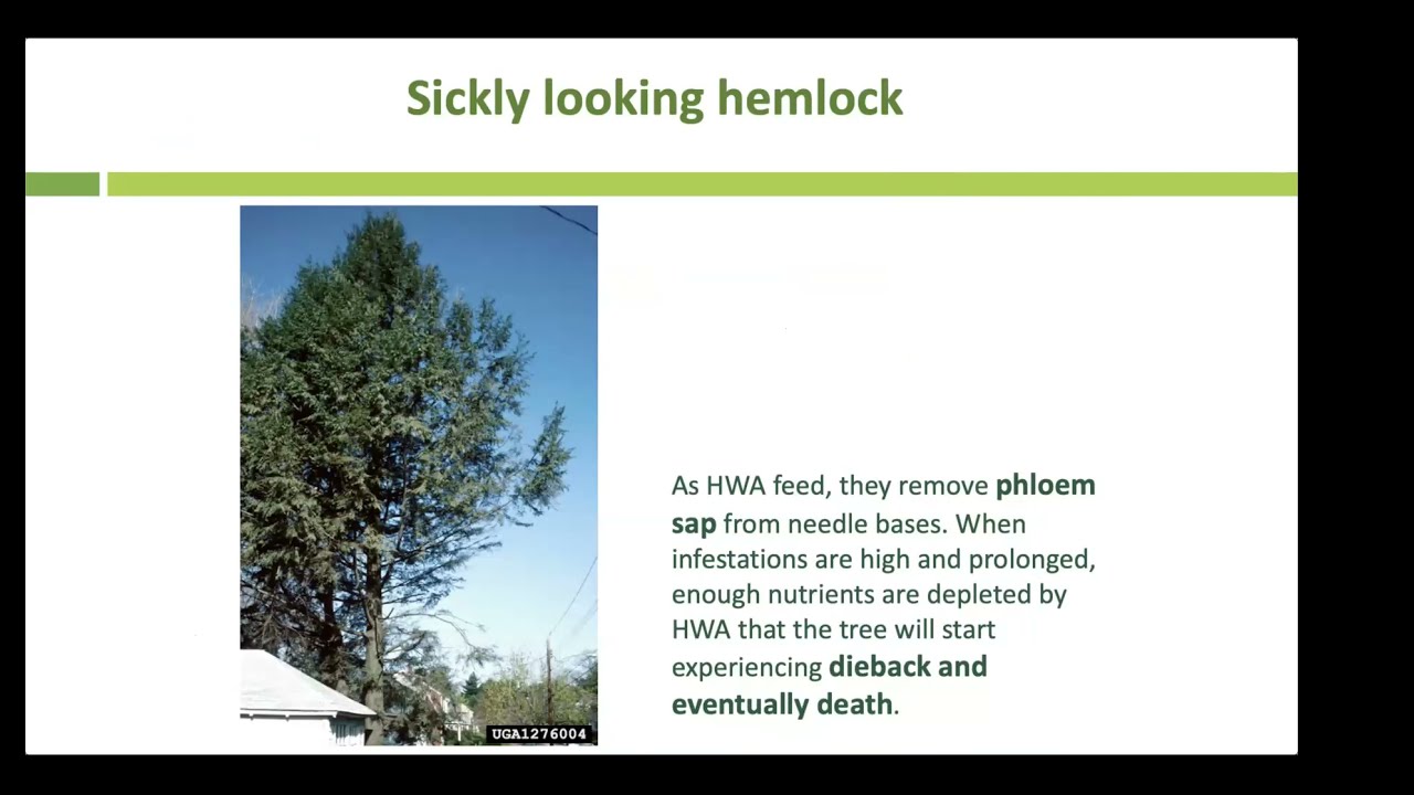 Hemlock Woolly Adelgid: Everything You Need to Know in 30 Minutes
