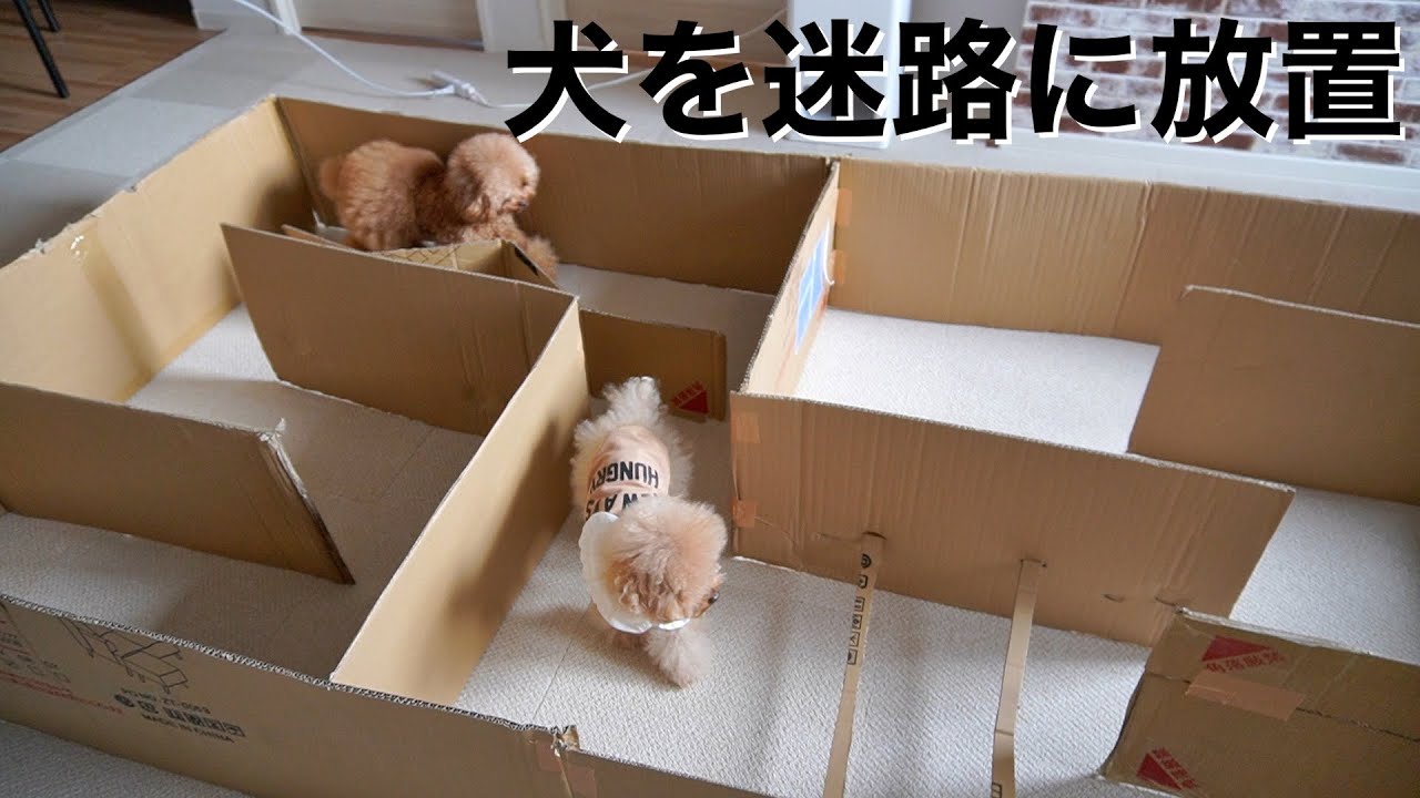 犬を迷路に閉じ込めたらヤバい行動に出始めた…