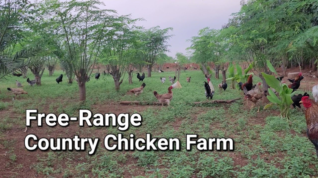Country Chicken Farming || Native Chickens|| Aarvi Farm's Short Free Range Poultry Farm Tour