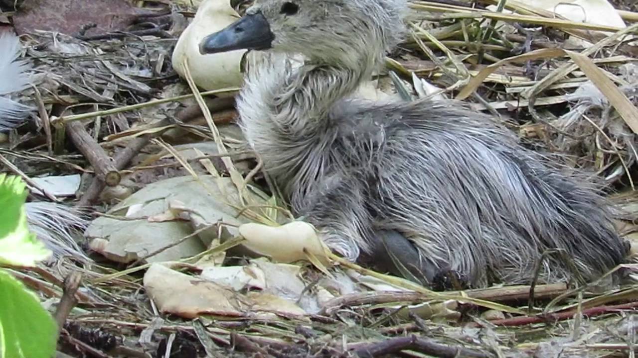 "Have you seen my mummy?" The baby swan who got left behind.