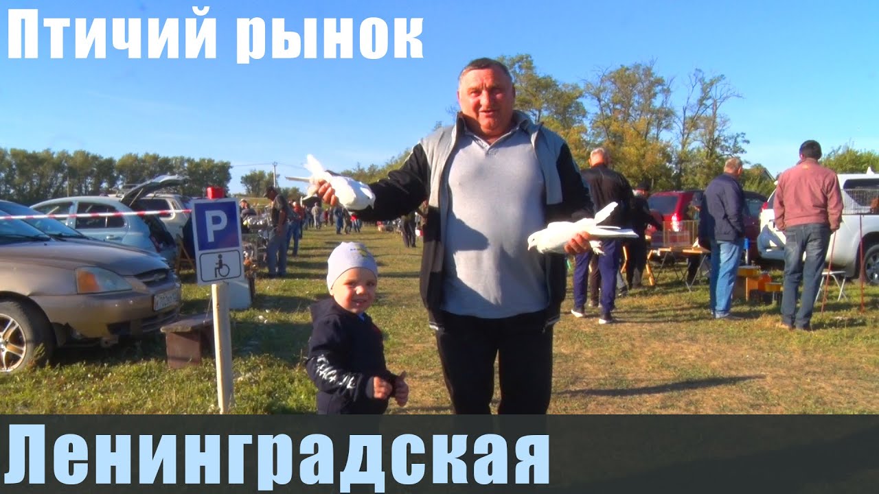 Птичий рынок. Ленинградская. Часть 1. [11.09.2022]