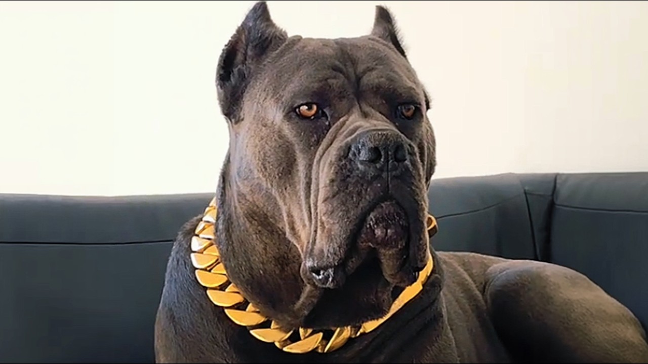90kg Cane Corso VERSCHWINDET jede Nacht um 2 Uhr—Was sein Besitzer in der Scheune fand SCHOCKIERT