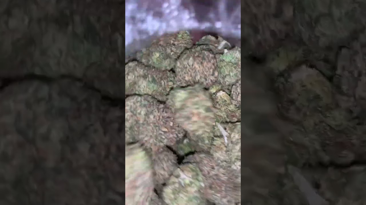 Jokes up strain review 🔥🔥🔥
