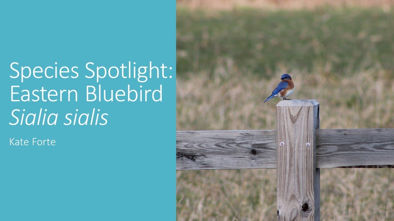 Species Spotlight: Eastern Bluebird