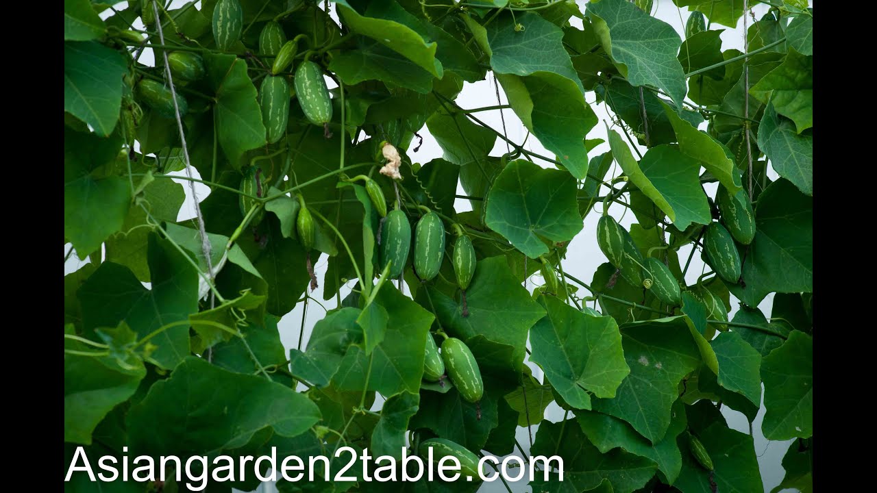 How to grow Tindora / Ivy Gourd