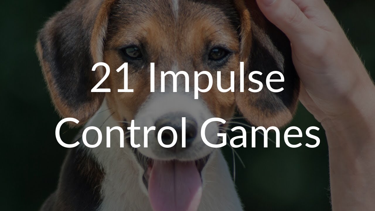 21 Impulse Control Games for Dog Training