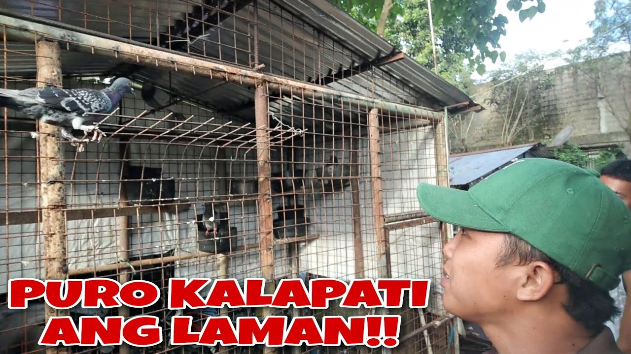 TAMBAKAN NG KALAKAL, TAMBAK DIN NG KALAPATI MAY IMPORTED PA!!