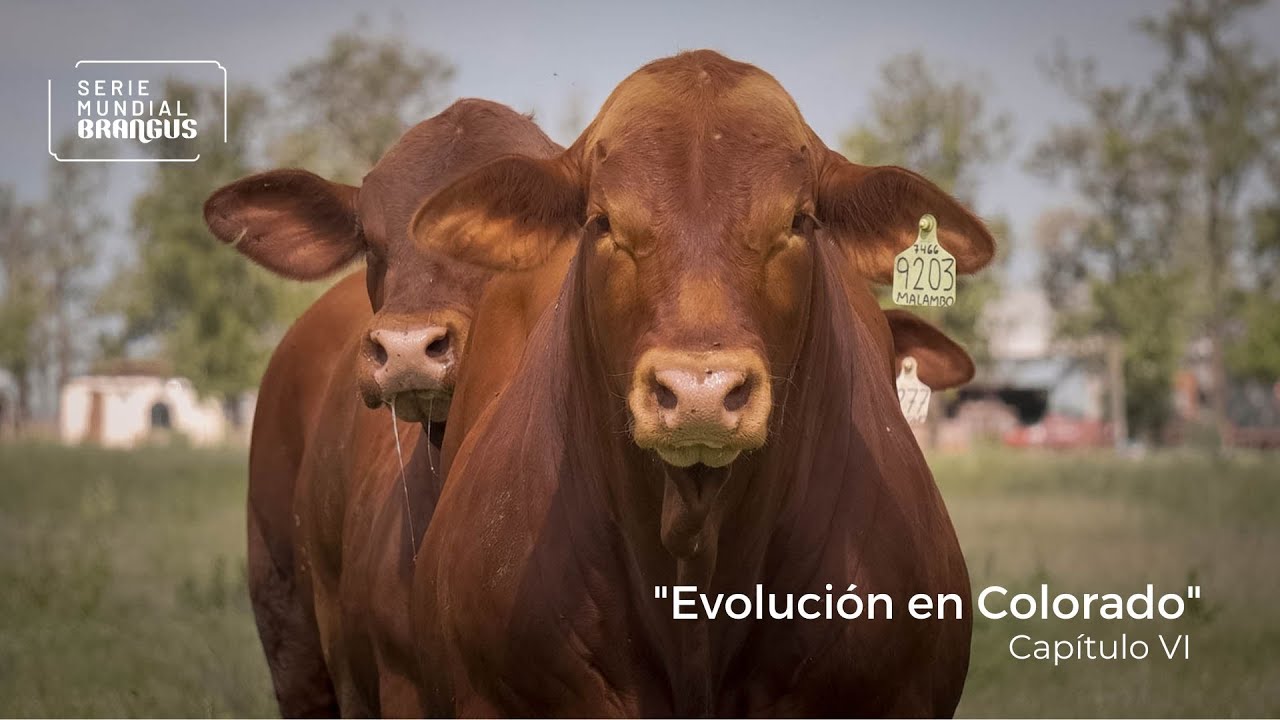Capítulo VI • Los Guasunchos • 