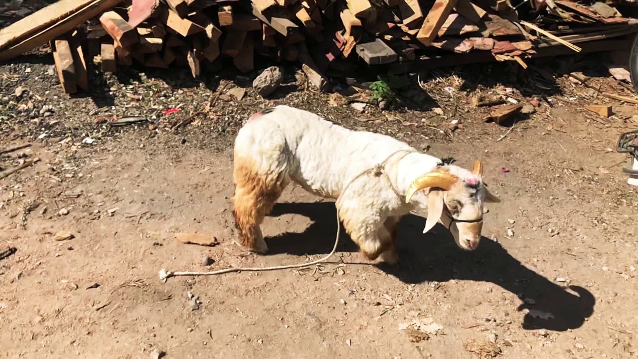 BANDUR SHEEP / BANNUR SHEEP