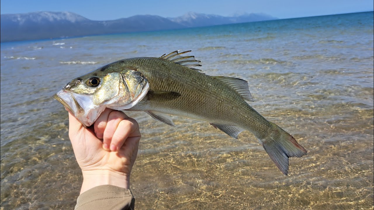 Topwater Fishing for Seabass on Neretva River Mouth (Brancini na površince)