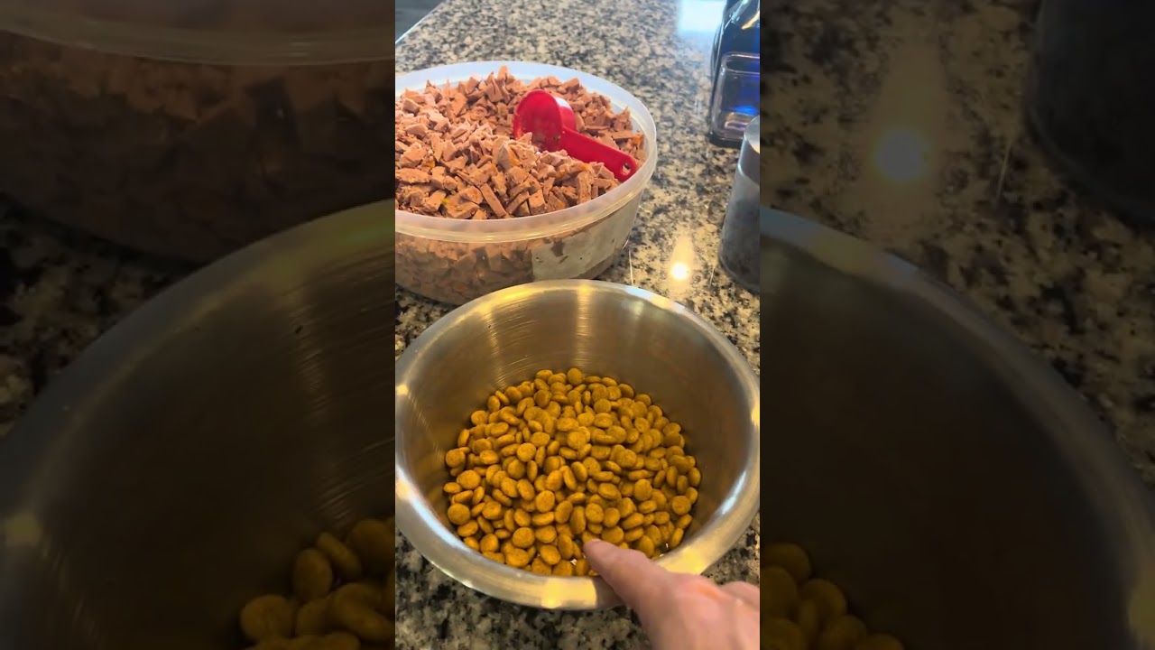 Puppy breakfast