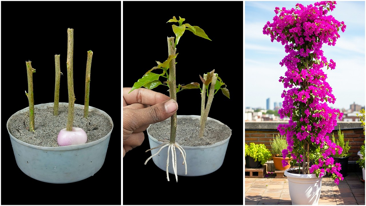 Growing bougainvillea plant at home from stem | Easy gardening trick