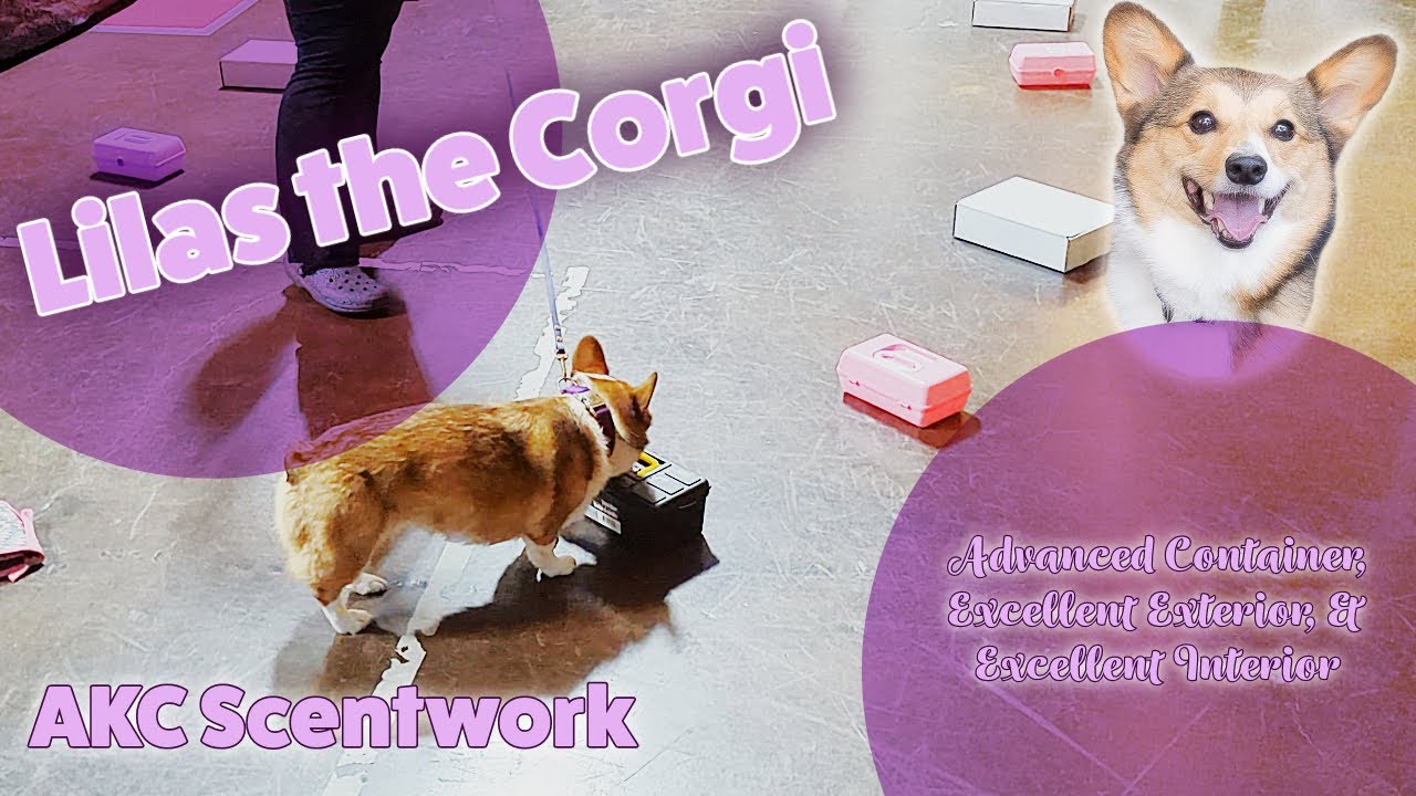 AOC AKC Scentwork Trial - Advanced Container, Excellent Exterior, & Excellent Interior - Dec 2023