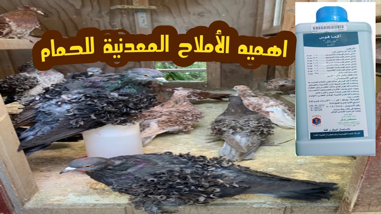 اهميه الأملاح المعدنية للحمام والطيور
