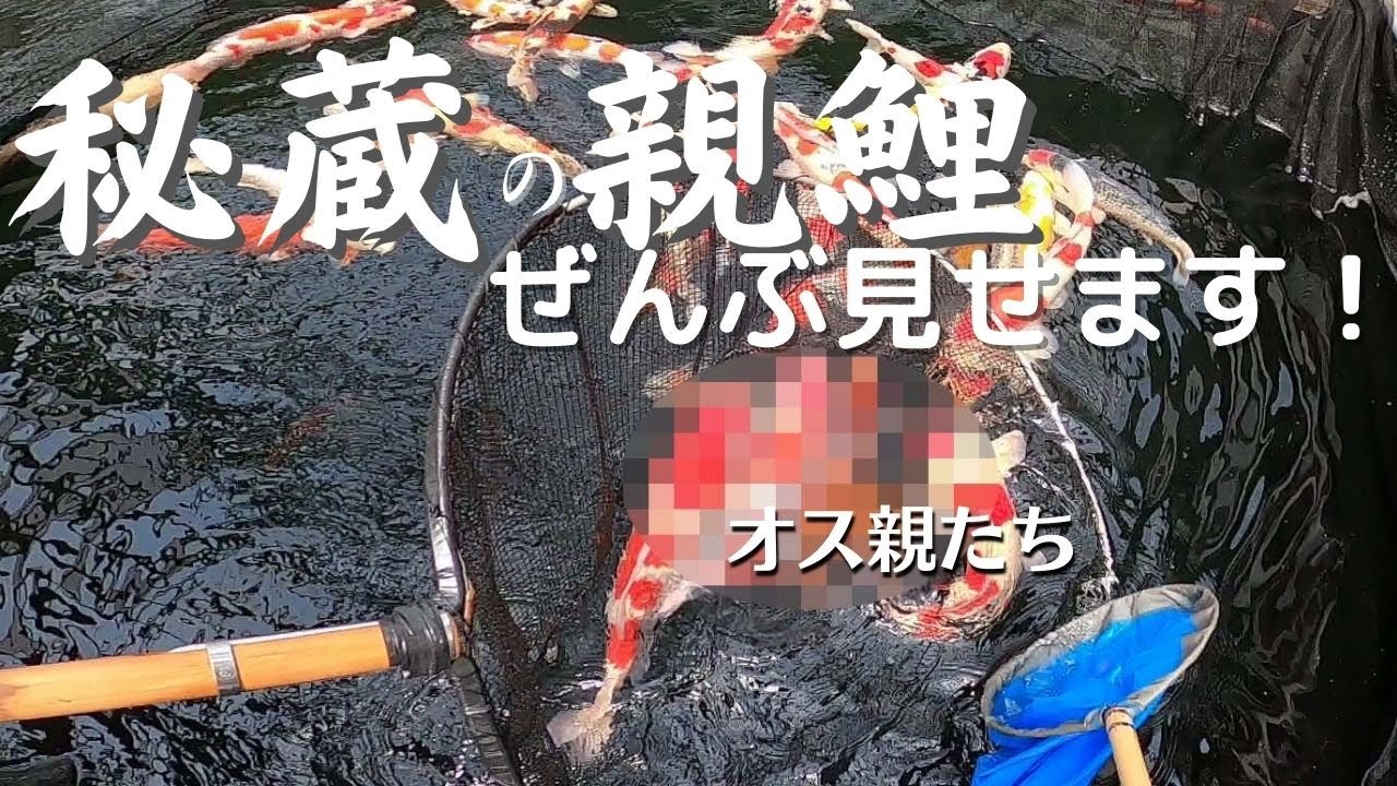 秘蔵の親鯉たち錦鯉の極意【産卵】＃塩田養鯉場＃産卵＃毛仔＃稚魚販売