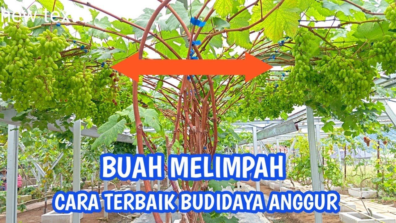 Panduan budidaya anggur import agar hasil panen melimpah || METODE DAN CARA TERBAIK ‼️