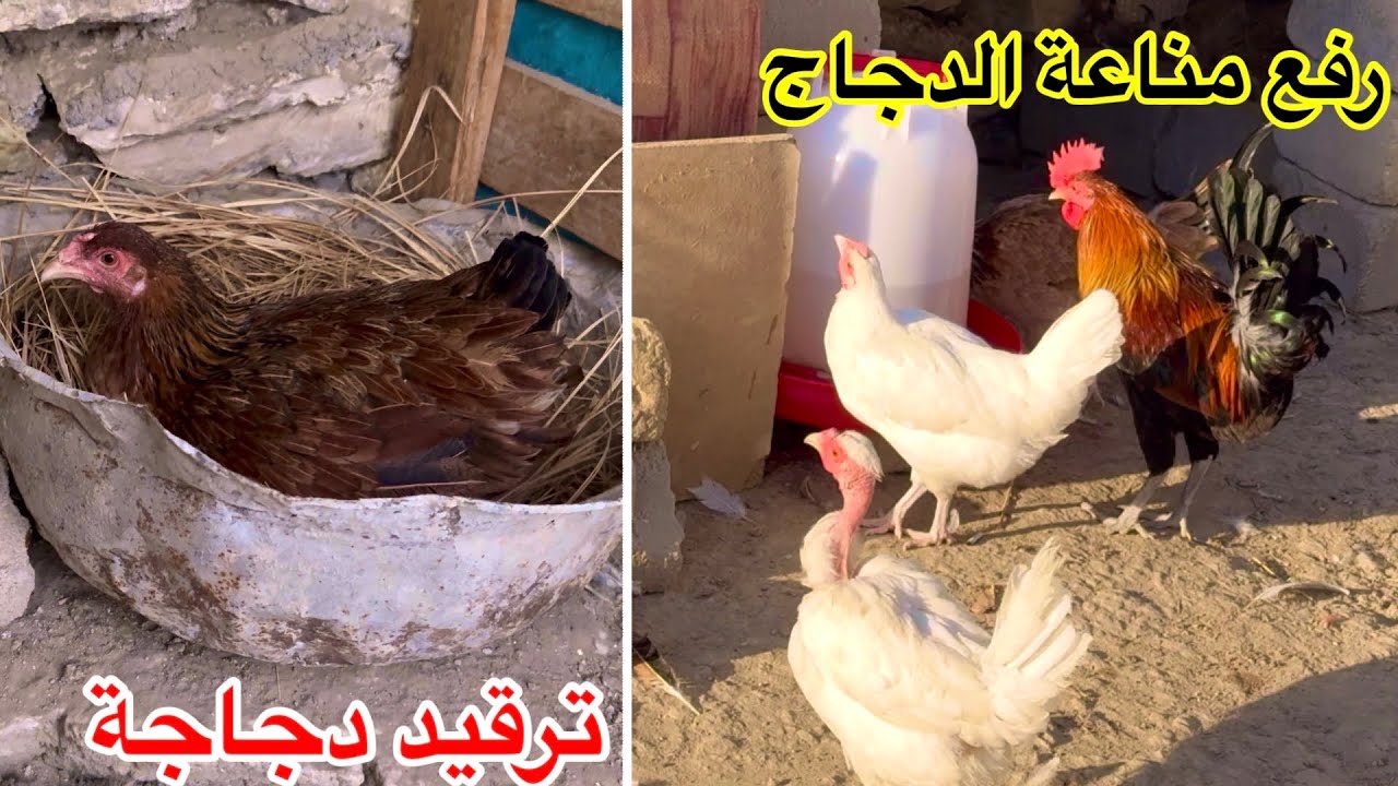 يوميات الدجاج🐔دجاجات جديدات + فحصت البيص شوفو شكد فاسد 😢