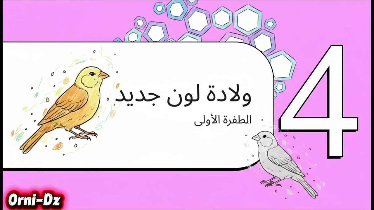 كناري الليبوكروم وتاريخه في قصة صغيرة 
