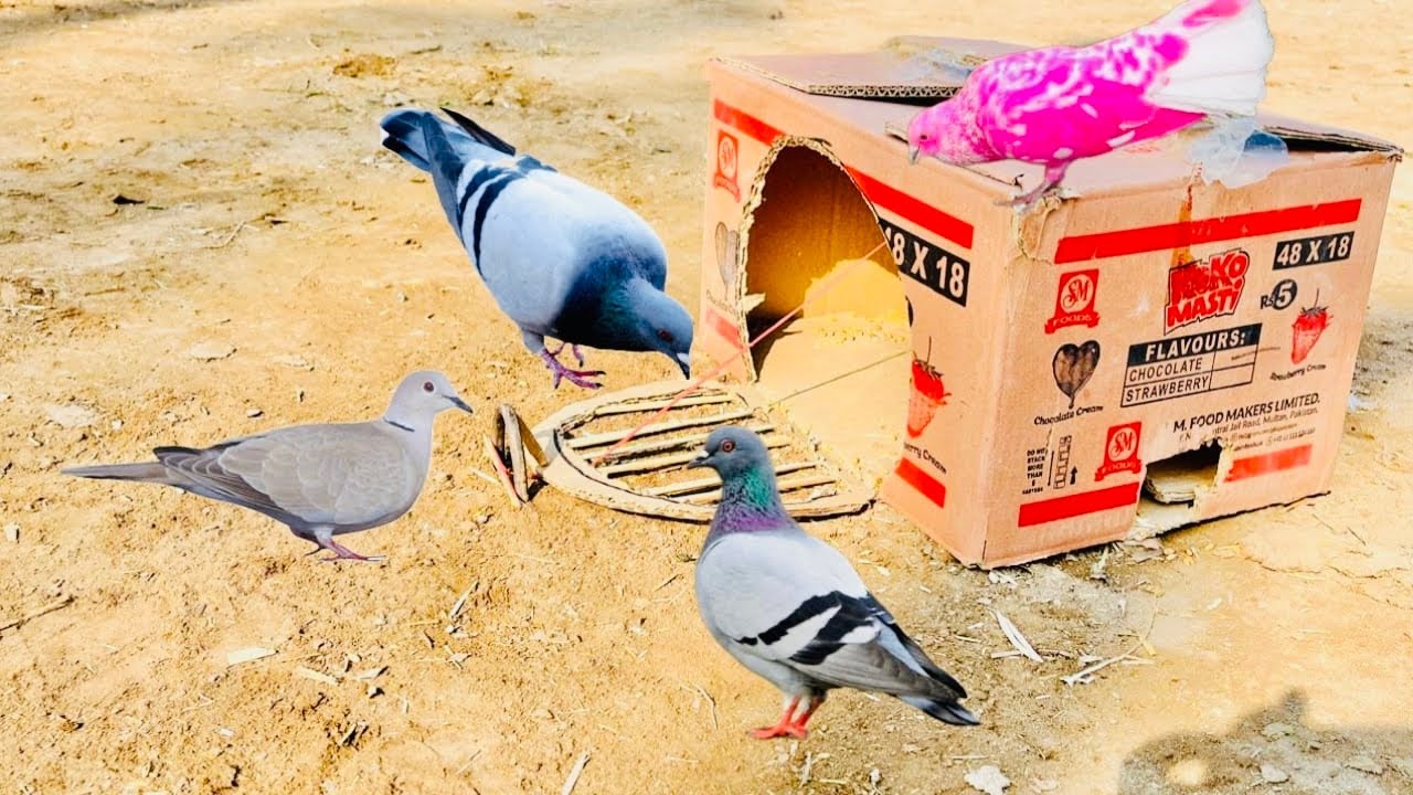 Simple bird catching traps | kabooter pkrne ka asaan Taraka | @MsBirdTraps |