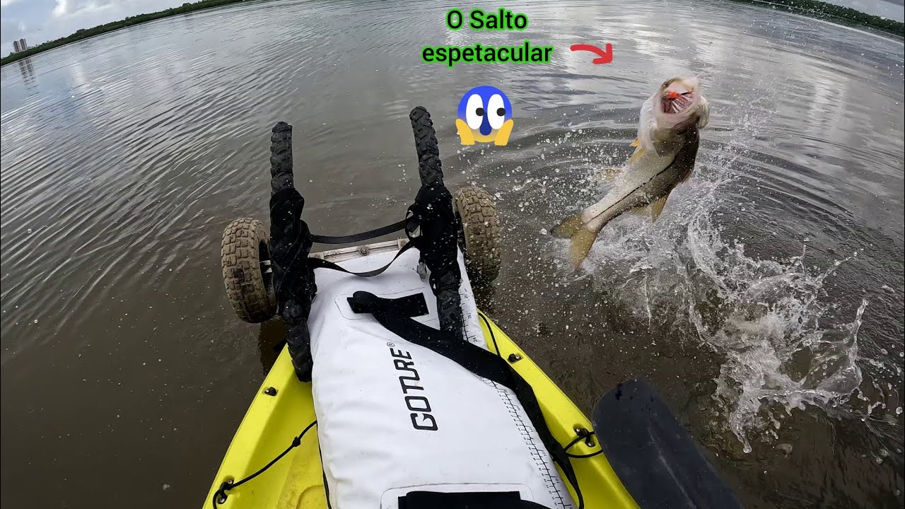 Inacreditável !!, Muito Robalo no Mangue, pesca com caiaque.
