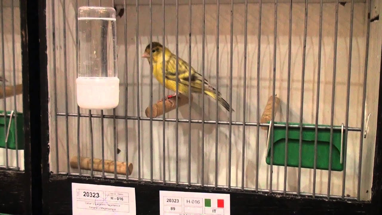 Mondial 2013 Hasselt part 1 (Belgique),birds,vogel,aves,ucceli