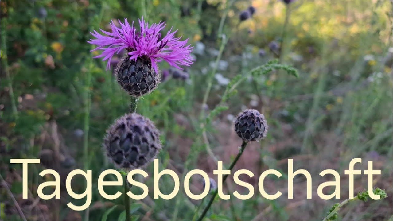 Tagesbotschaft*zeitlos*