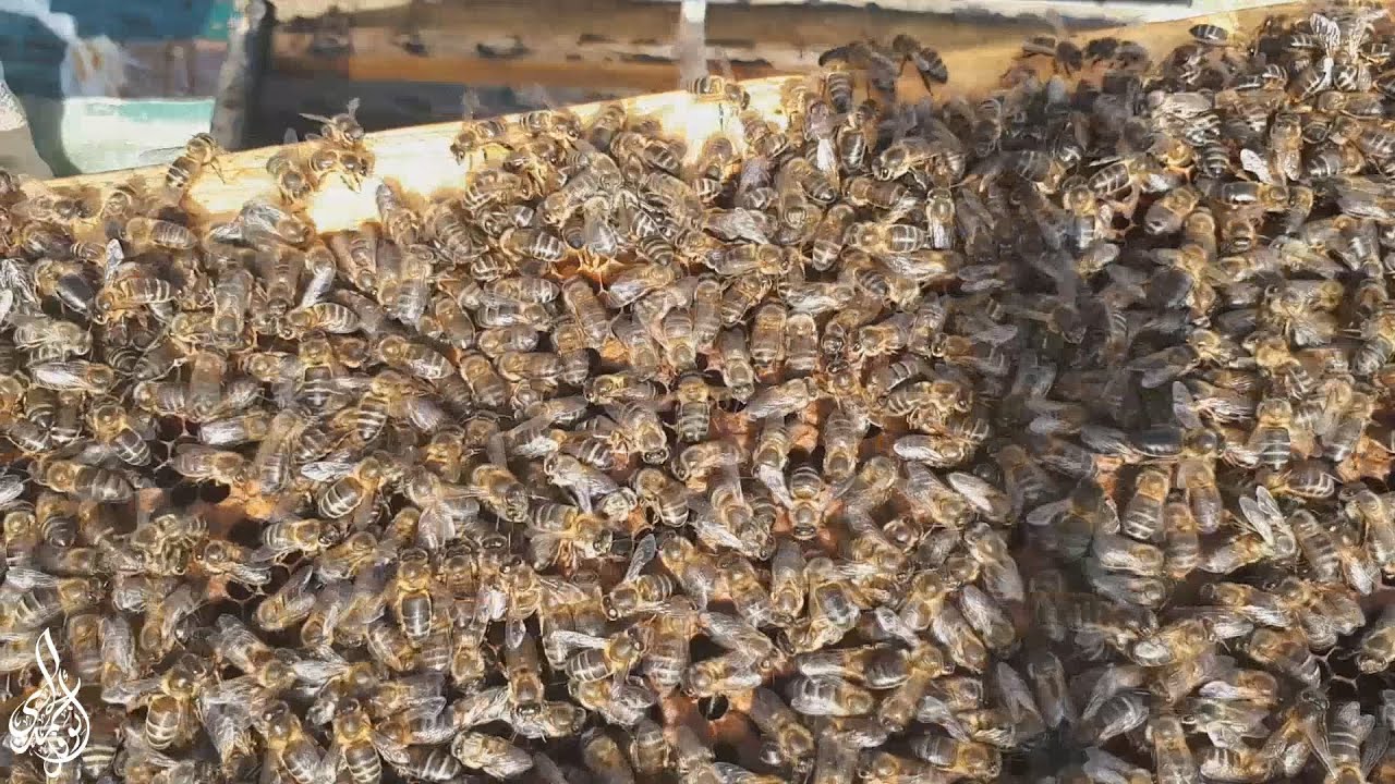 مراقبة النحل في شهر مارس و دعم الخلايا بتغدية بروتينية وأهم الإرشادات والنصائح التي يجب إتباعها