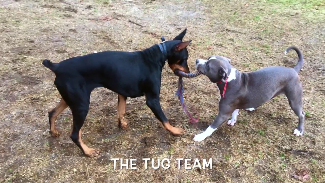 Long Island Dog Trainer: Doberman with Amazing Obedience: Best Doberman Dog Trainers in NY