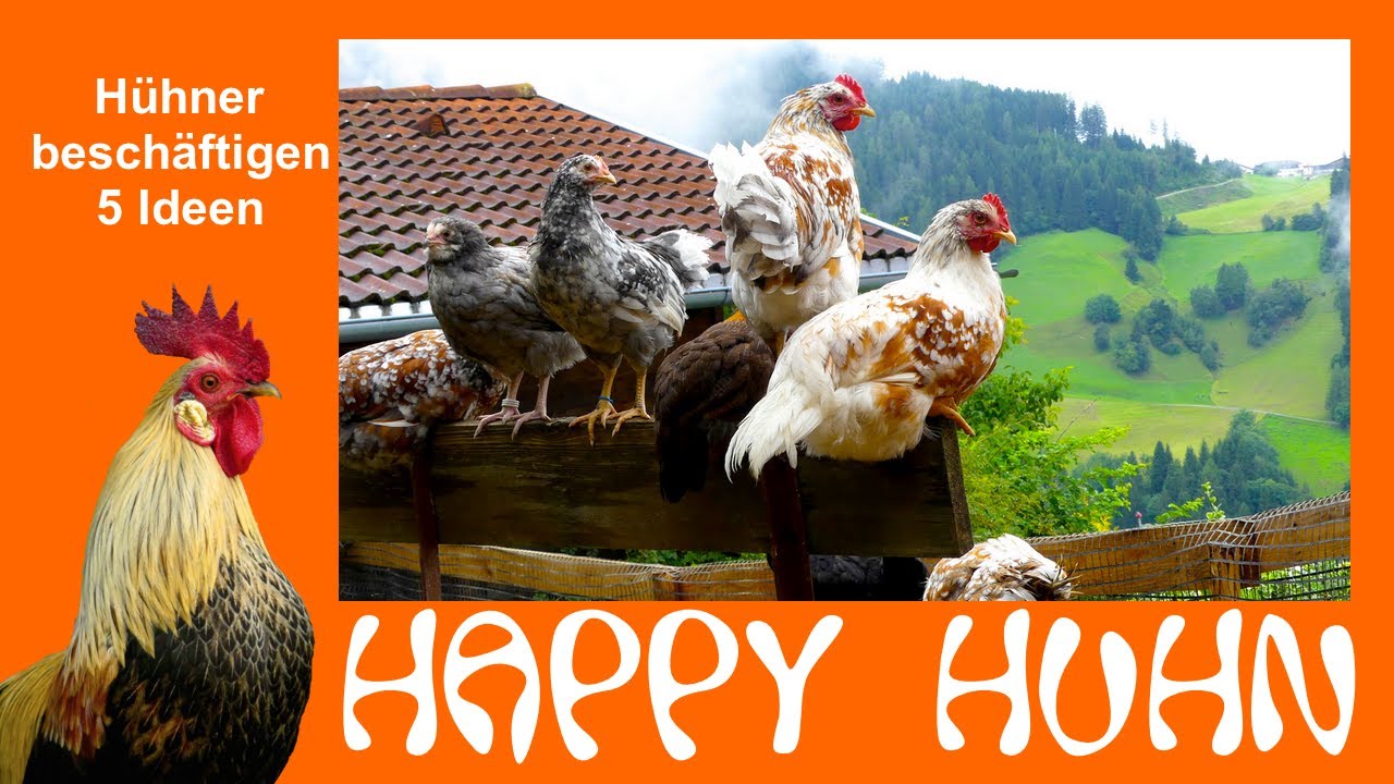 E149 Die 5 besten Ideen um gelangweilte Hühner zu Beschäftigen - HAPPY HUHN - Abwechslung für Hühner