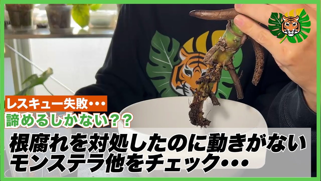 【モンステラ】根腐れをレスキューしたあとに動きがないモンステラ6株とスキンダプサス1株をチェックしていく・・・