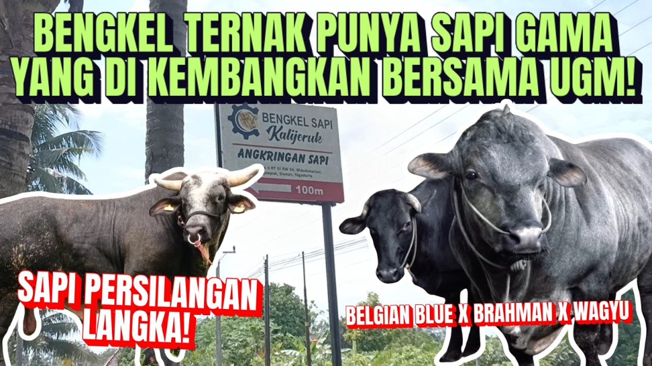 Sapi Gama Persilangan Sapi Terbaik Dunia