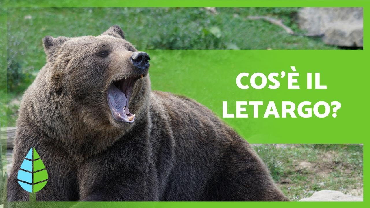 Animali che vanno in LETARGO? 🐻🐸