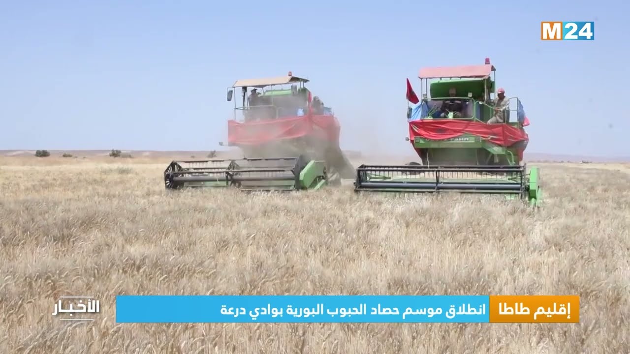 إقليم طاطا.. انطلاق موسم حصاد الحبوب البورية بواد درعة