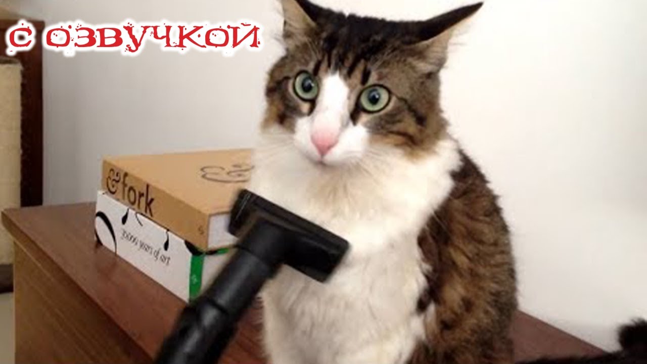 Приколы с котами! -С ОЗВУЧКОЙ! - Смешные коты!!! Самые смешные животные!!
