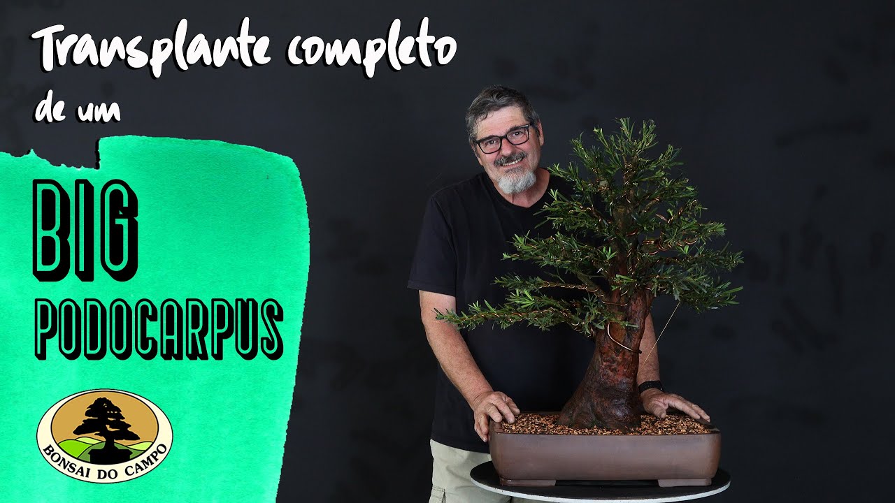 TRANSPLANTE COMPLETO DE UM BIG PODOCARPUS