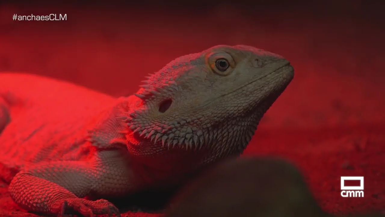 Así se combate el frío en el Zoo de Lillo | Ancha es Castilla-La Mancha