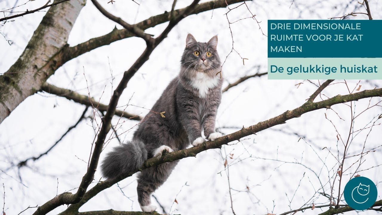 EEN 3-DIMENSIONALE RUIMTE VOOR JE KAT MAKEN - De gelukkige huiskat | Kattengedrag