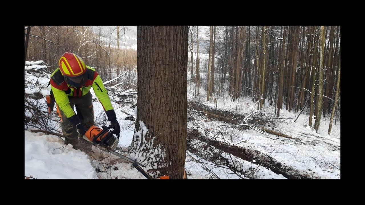Těžba dubové kulatiny/ Oak Log felling 🌳 MS 500i