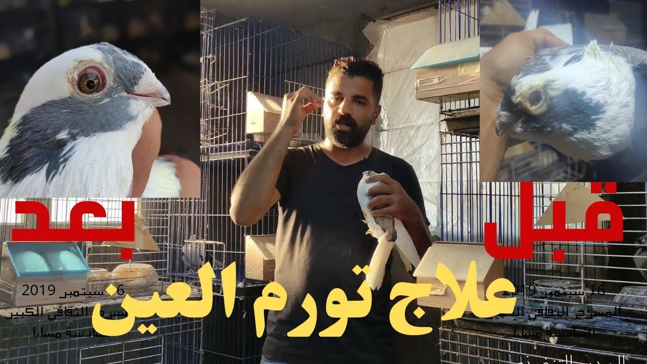 علاج ورم العين عند الحمام التهاب عين حمام