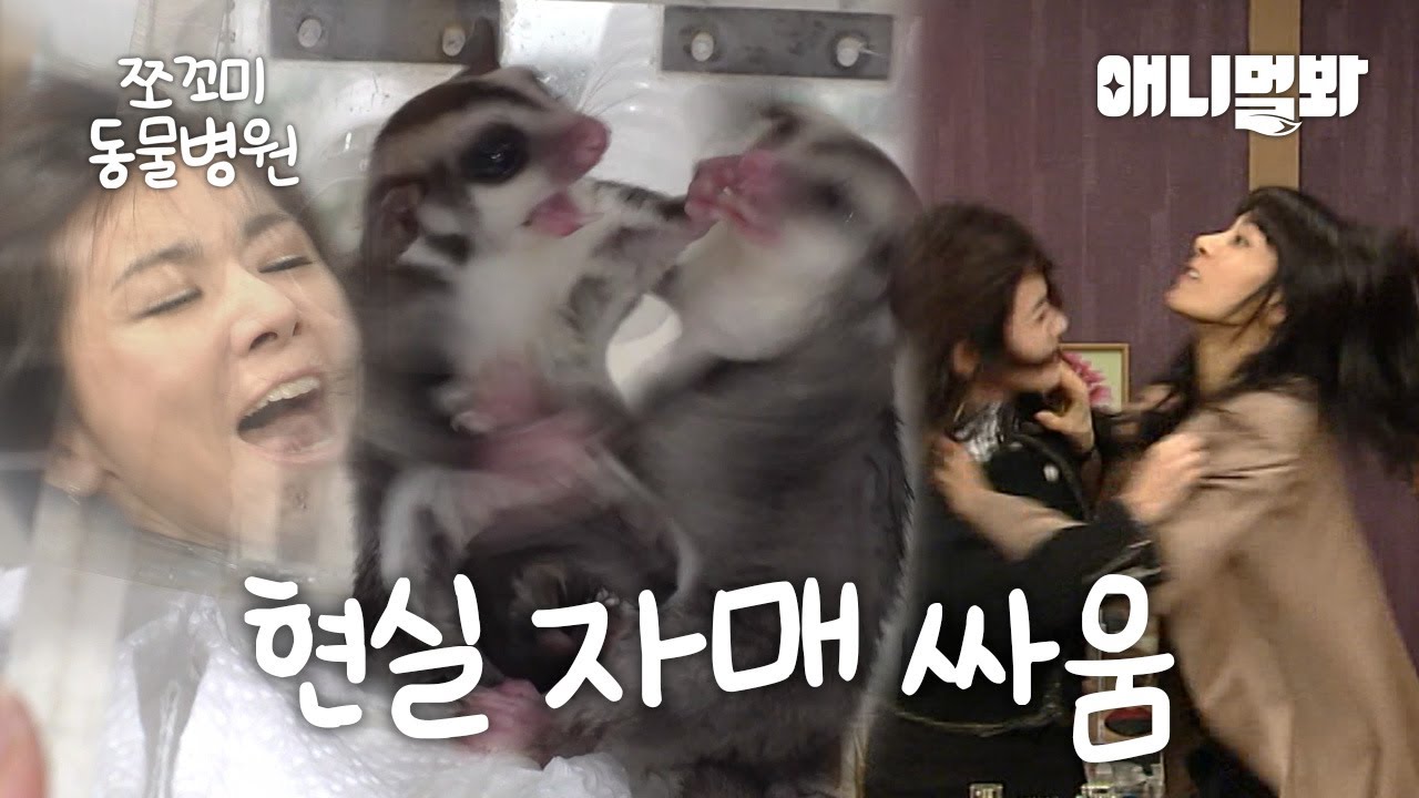 [쪼꼬미 동물병원] 슈글 남매·자매의 똥 테러💩 연애금지까지?!ㅣ[Animal Hospital For Tiny Animals] Sugar Glider Double Trouble