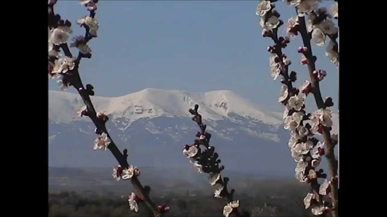 rondaderas  alegria de aragon