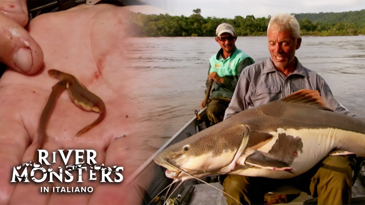Questo ENORME PESCE GATTO &egrave; INFESTATO dai Parassiti! - River Monsters ITA