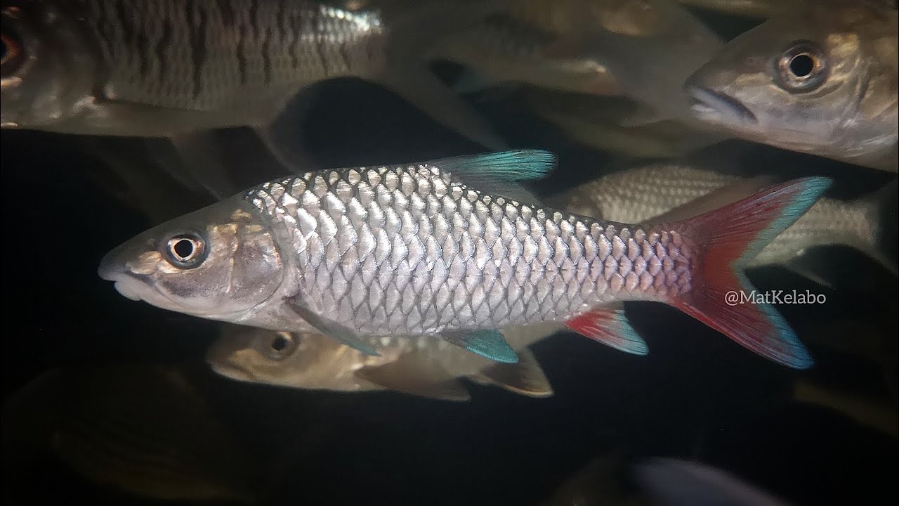 Labeobarbus sp. Malagarasi @ Rainbow Yellowfish (Tanzania)
