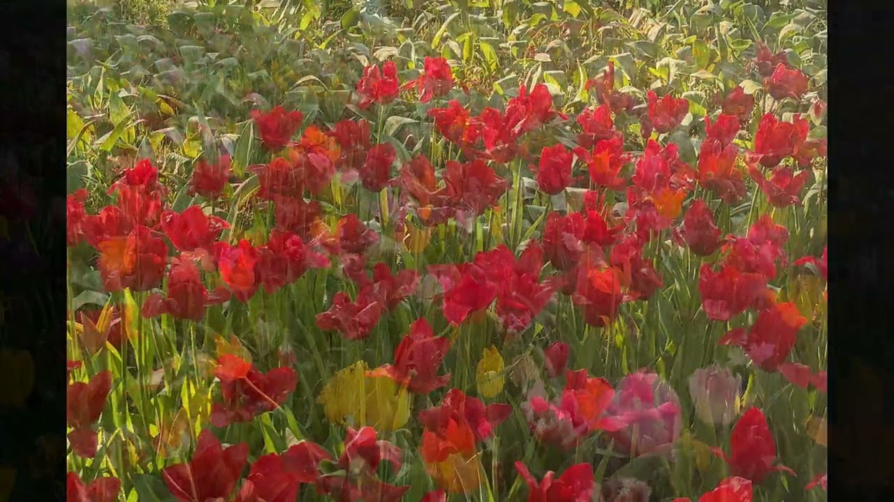 Hitachi Seaside Park